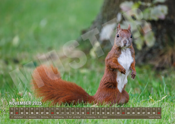 Kalender 2025 Nature von naturfotografie.de