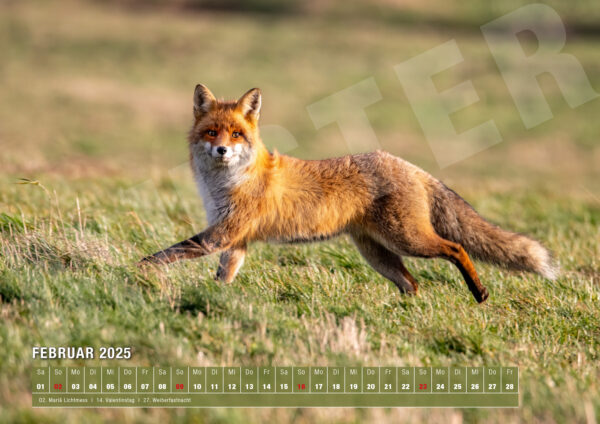 Kalender 2025 Nature von naturfotografie.de