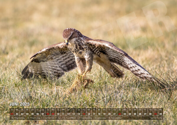 Kalender 2025 Nature von naturfotografie.de