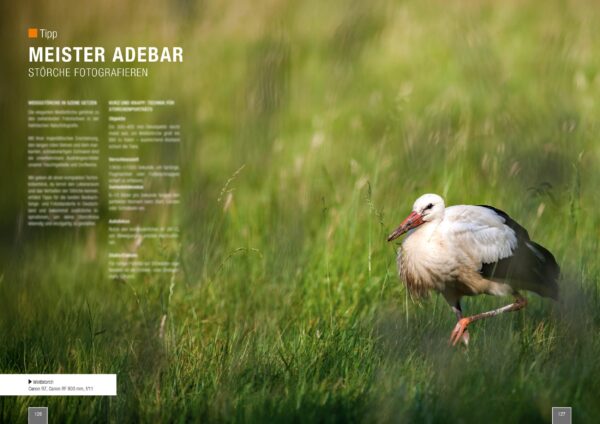 naturfotografie.de - Zeitschrift - Vogelfotografie 2025