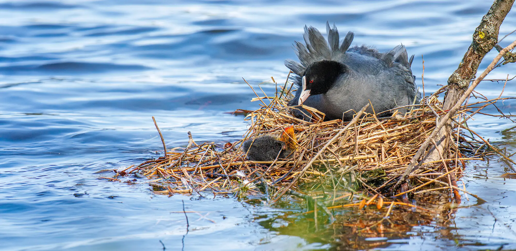 naturfotografie.de - Sonerausgaben und Ratgeber rund um die Naturfotografie