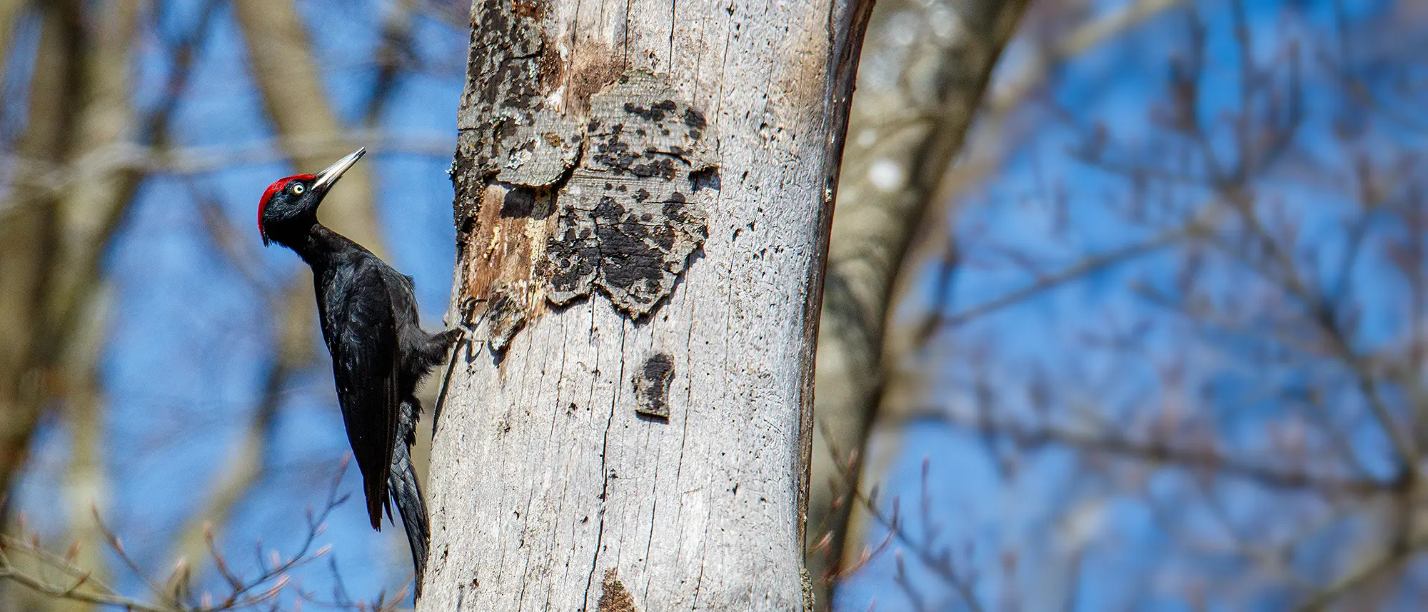 Naturfotografie.de - Vogelportrait - Der Schwarzspecht - Erkennen, beobachten, fotografieren